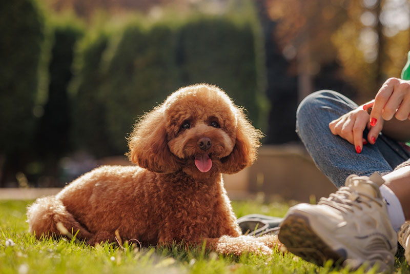 Мальтипу нуждается в правильном питании