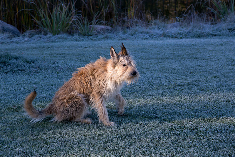 Какой нрав у пикардийской овчарки?