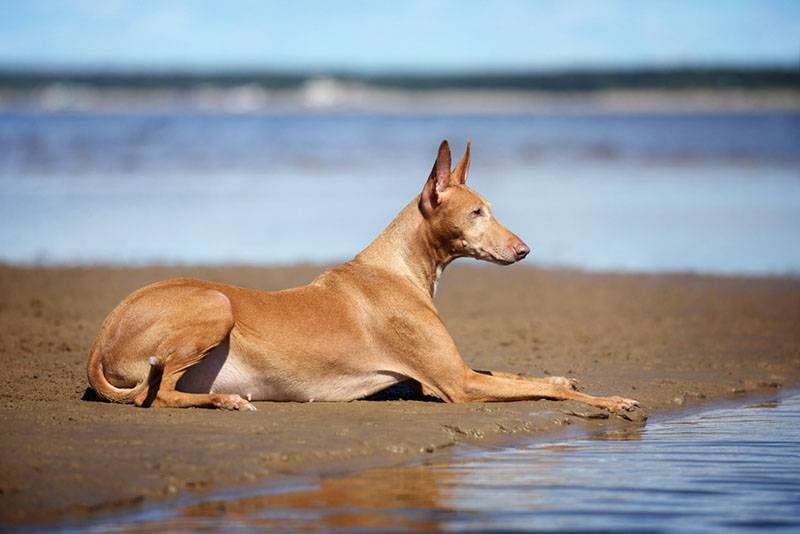фараонова собака лежит на берегу