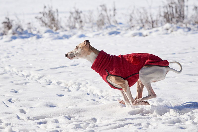 Уиппет нуждается в уходе