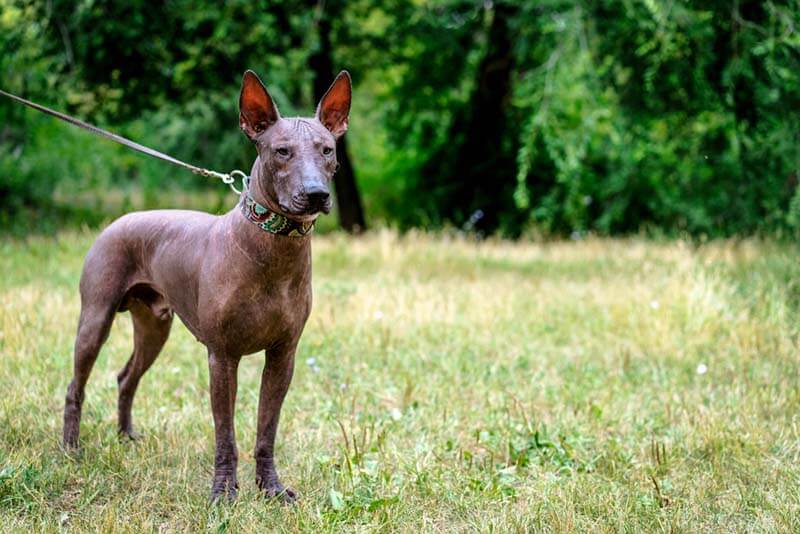 вид корпуса ксолоитцкуинтли