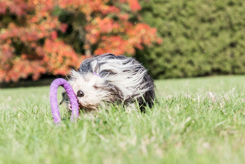 Дрессировка колли