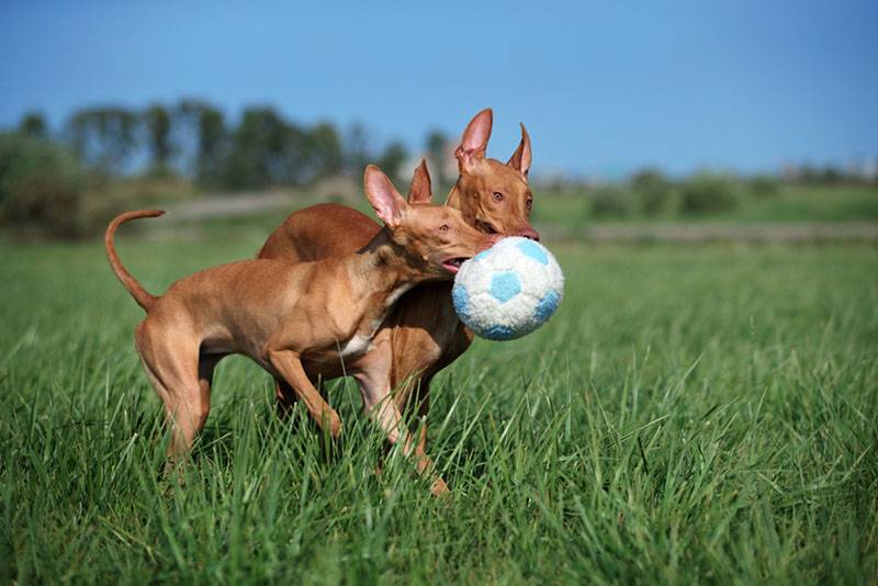 два щенка фараоновой собаки играют с мячом