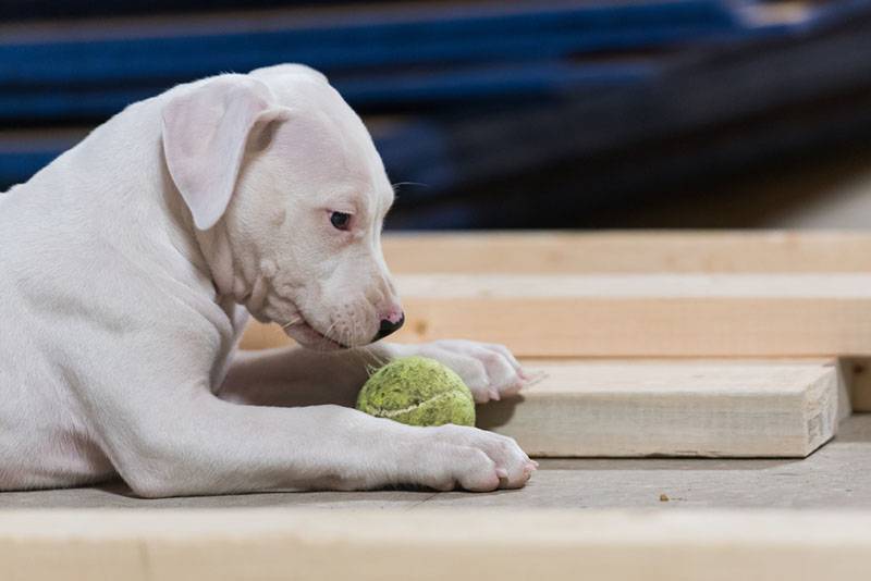 щенок аргентинского дога играет с теннисным мячиком