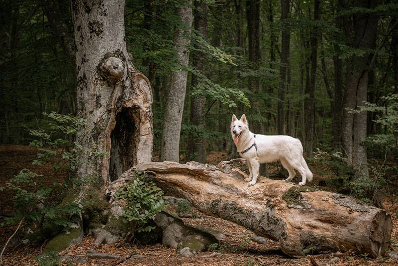 белая швейцарская овчарка стоит на поваленном дереве