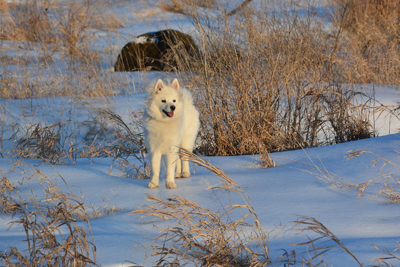 Американская эскимосская собака на прогулке