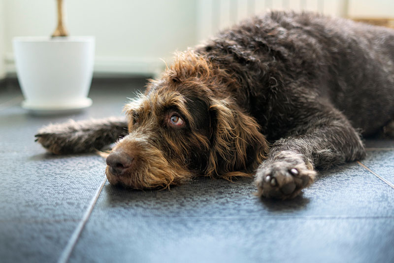 дратхаар лежит на полу