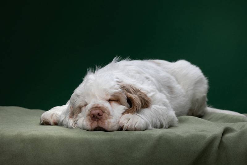 Спящий щенок кламбер-спаниеля