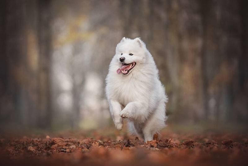 самоедская собака бежит по осенней листве