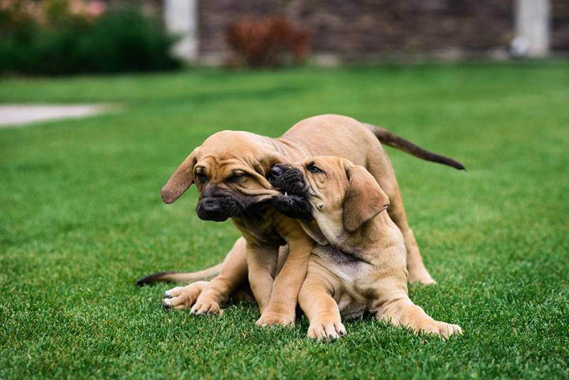 Два щенка фила бразилейро играют на траве