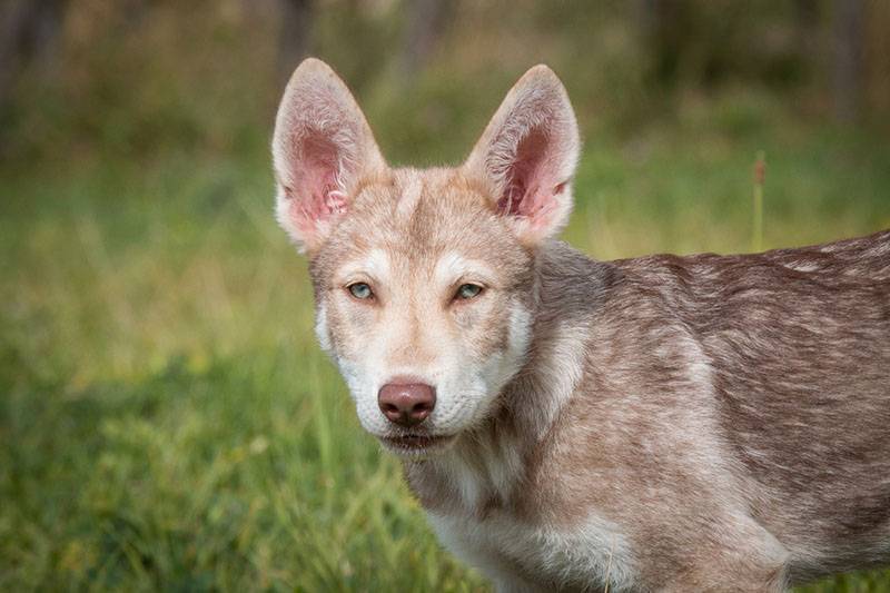 Щенок волчьей собаки Сарлоса смотрит в камеру