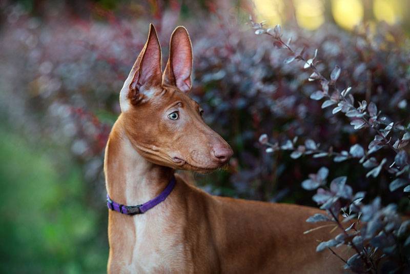 фараонова собака возле фиолетового куста