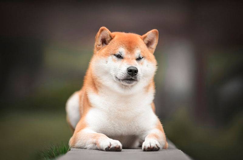 Фото породы сиба-ину (шиба-ину) – 40 фотографий собак