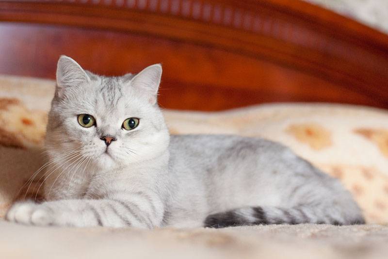 Британский короткошерстный кот окраса табби