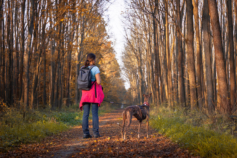 грейхаунд с владельцем гуляют по лесу