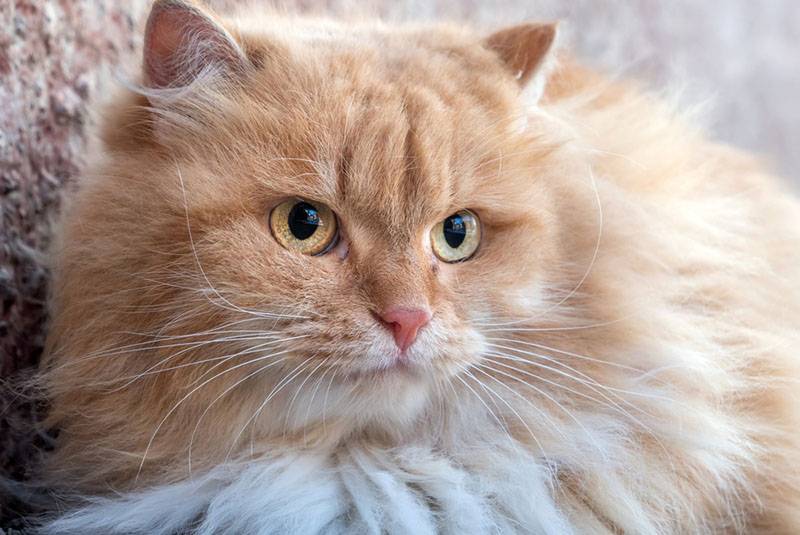 Взрослая персидская кошка
