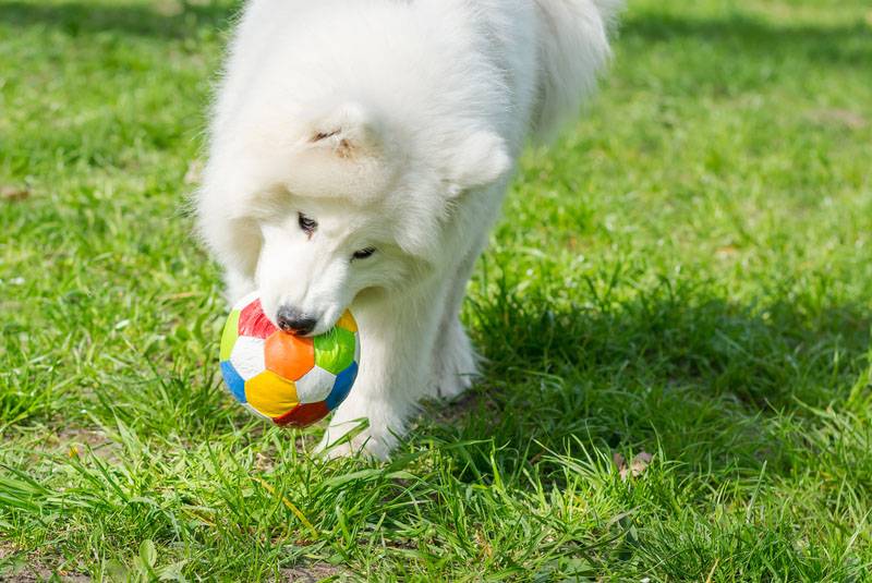 самоедская собака играет с мячиком