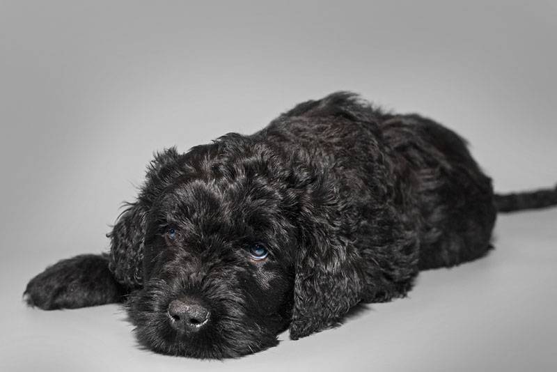 двухмесячный щенок черного терьера