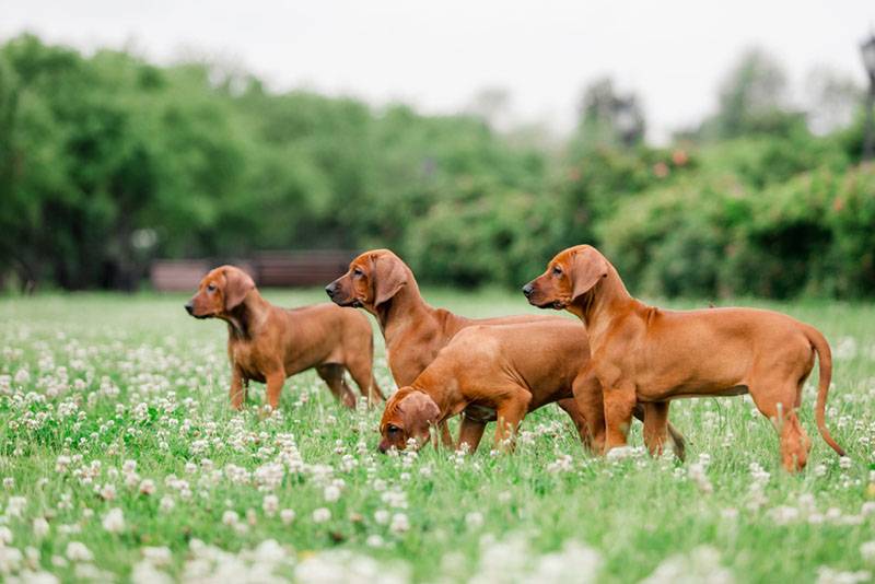 четыре щенка родезийского риджбека на полянке