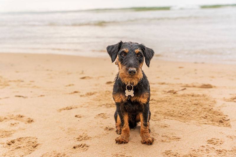 щенок немецкого ягдтерьера на пляже