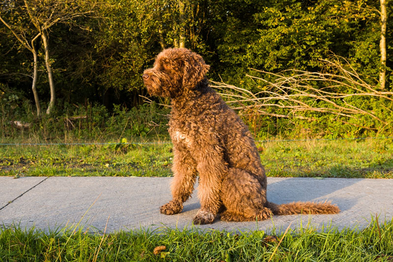 Какой нрав у барбета?