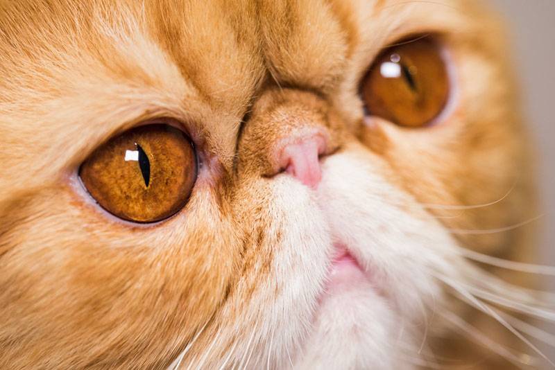 Персидская кошка экстремального типа