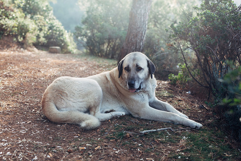 Кому подойдет кангал?