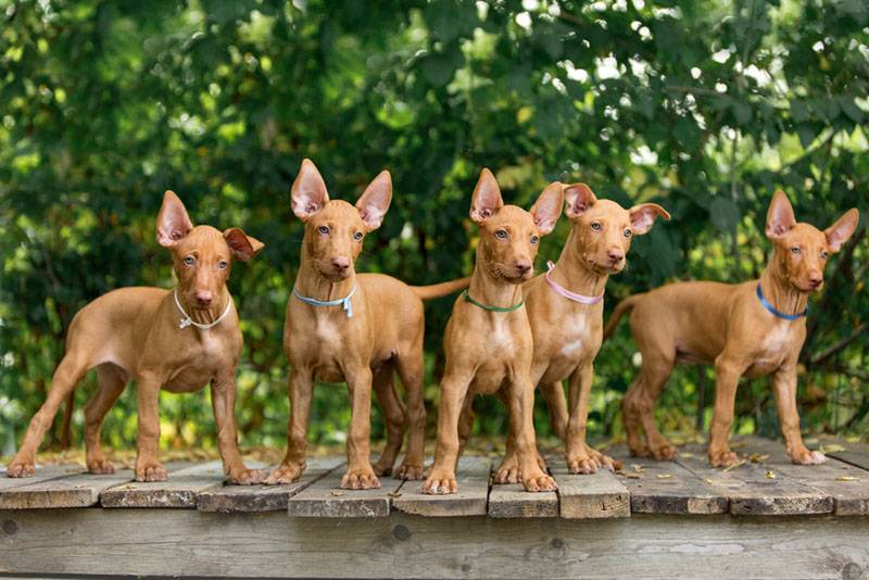 пять милых щенков фараоновой собаки