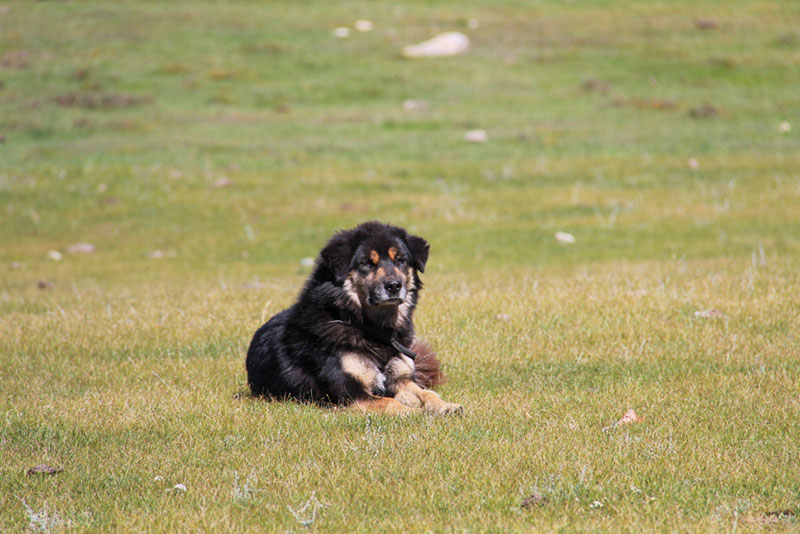 Какой характер у бурят-монгольского волкодава?