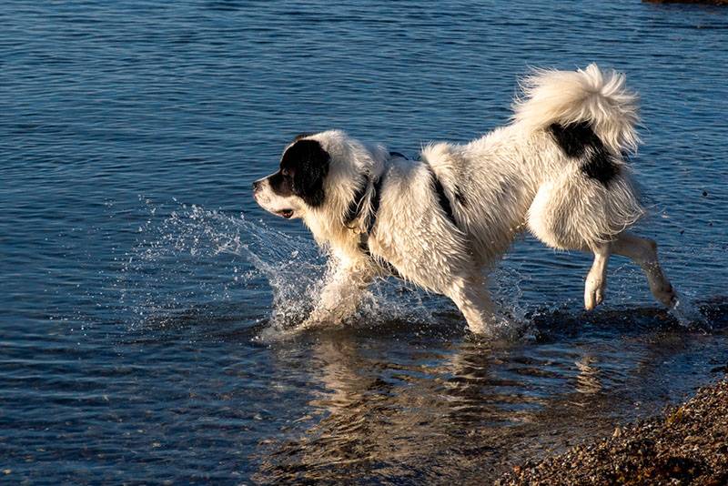 Пушистый ландсир заходит в воду