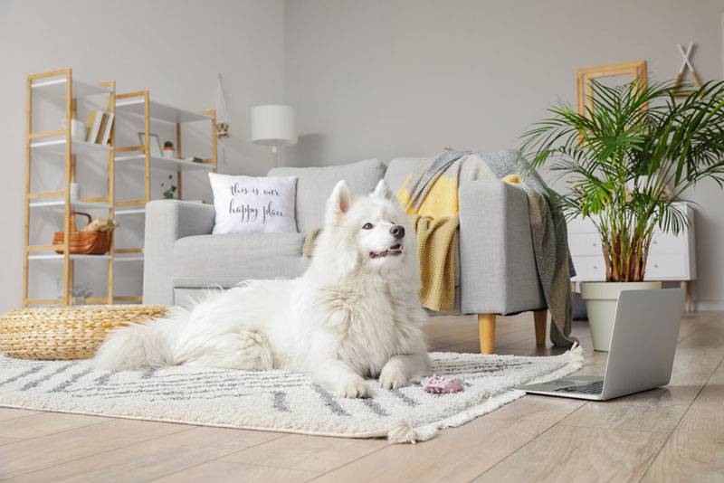самоедская собака лежит на ковре в квартире