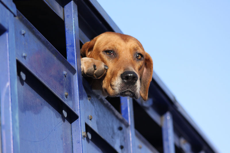 Какой владелец должен быть у фоксхаунда?