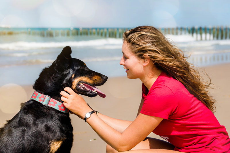 по отзывам владельцев босероны подходят для семьи, но требуют воспитания