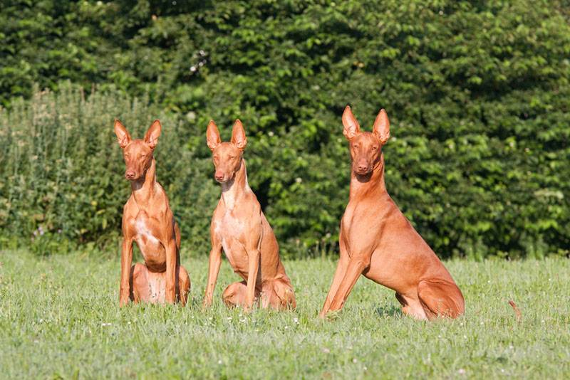 три сидящих фараоновых собака