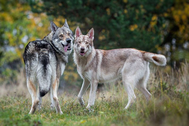 Две волчьих собаки Сарлоса