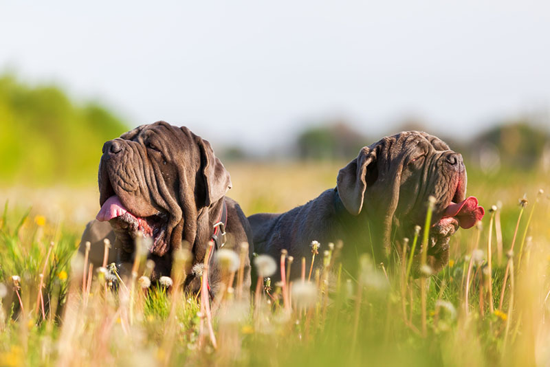 Как кормить неаполитанских мастифов?