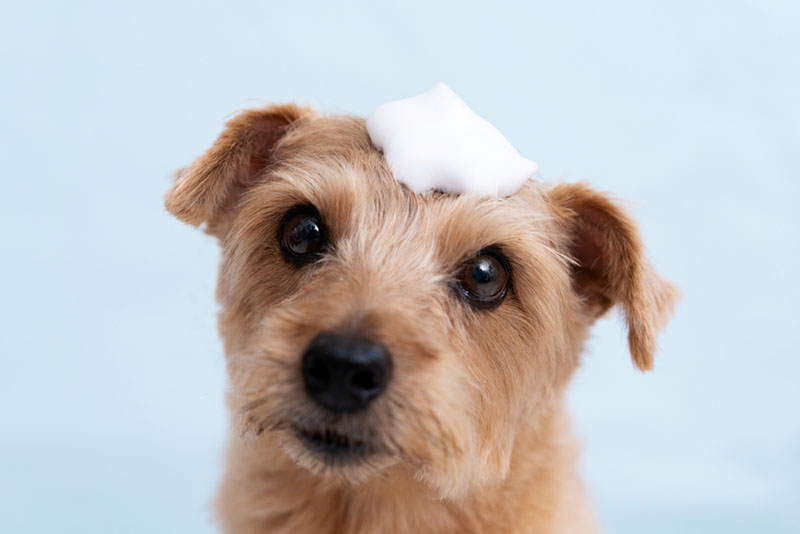 Норфолк терьер с пеной на голове