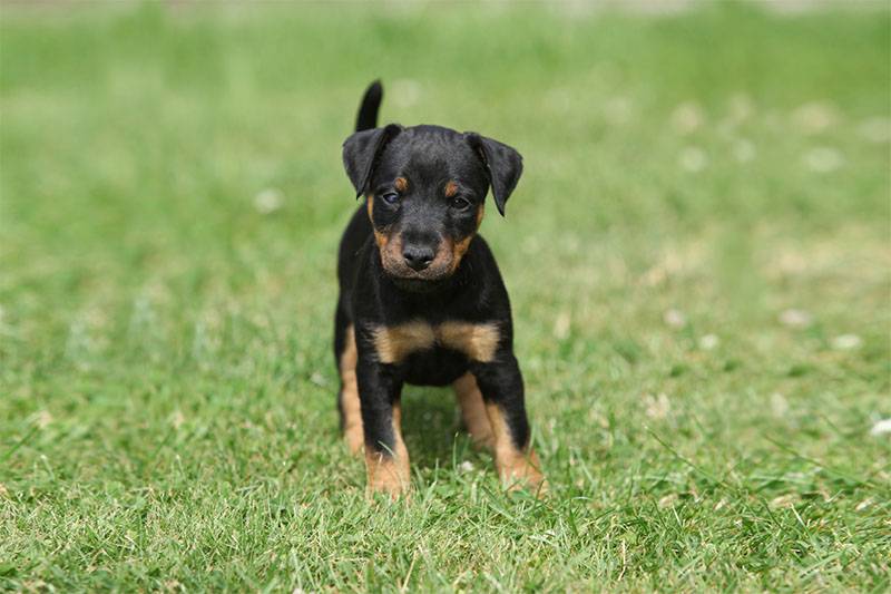 щенок немецкого ягдтерьера стоит на траве