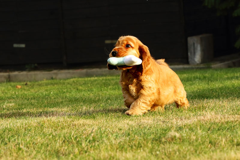 щенок английского кокер-спаниеля с игрушкой
