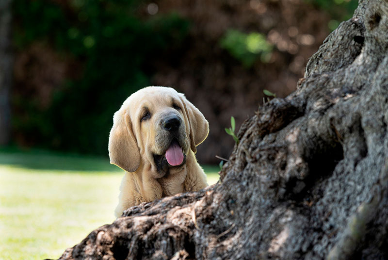 Какой владелец нужен испанскому мастифу?