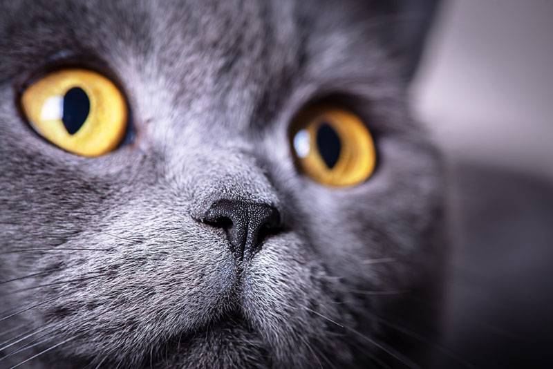 Британская короткошерстная кошка с желтыми глазами