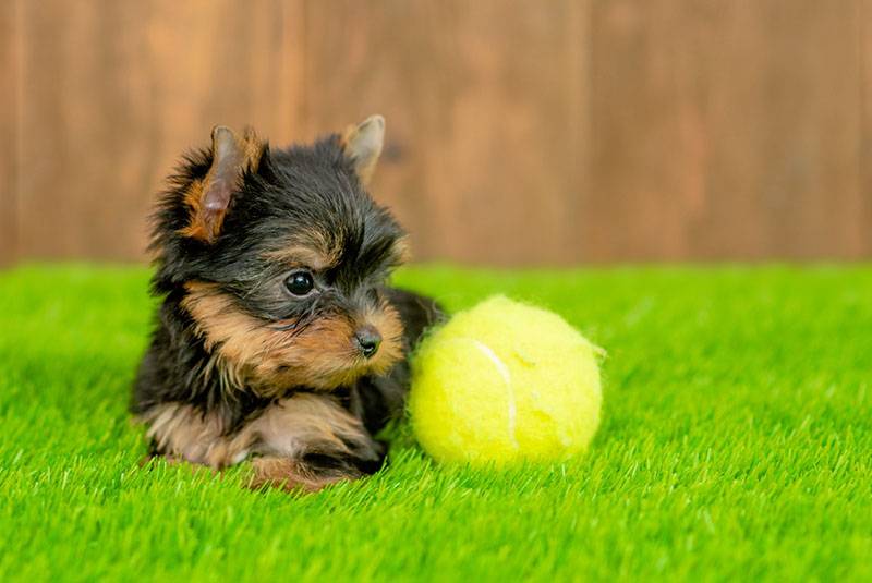 фото щенка йоркширского терьера с мячиком на траве