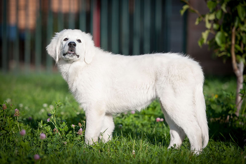 Дрессировать чувачей нужно с детства