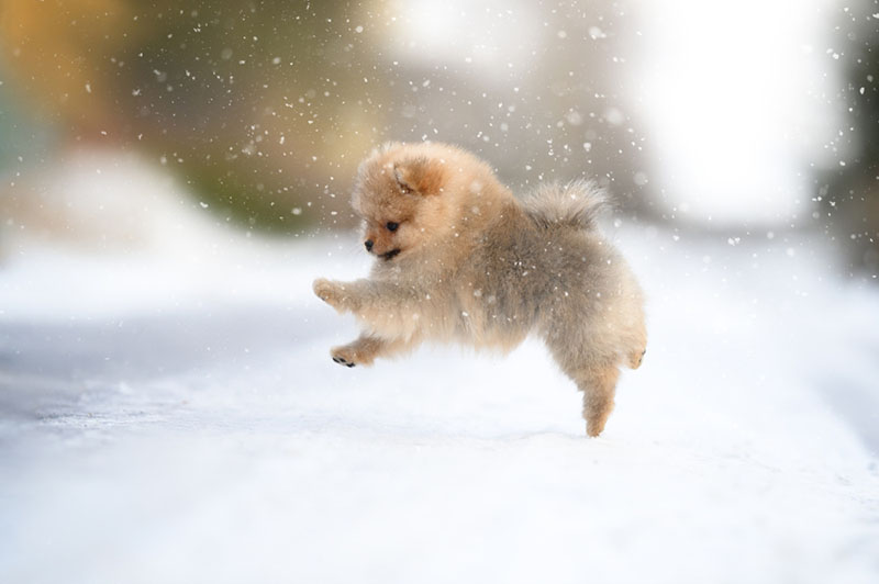 Малый шпиц прыгает