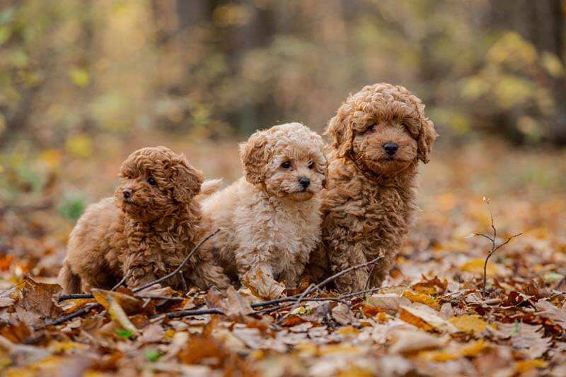 три милых щенка пуделя