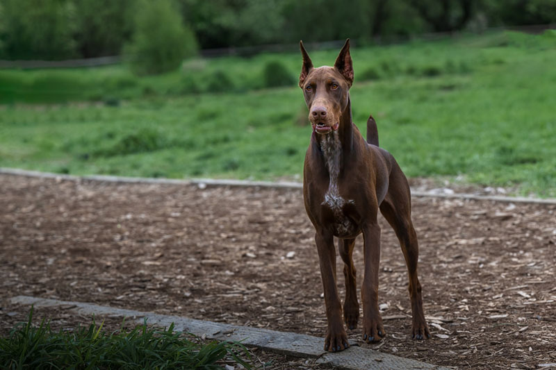 Как кормить добермана?