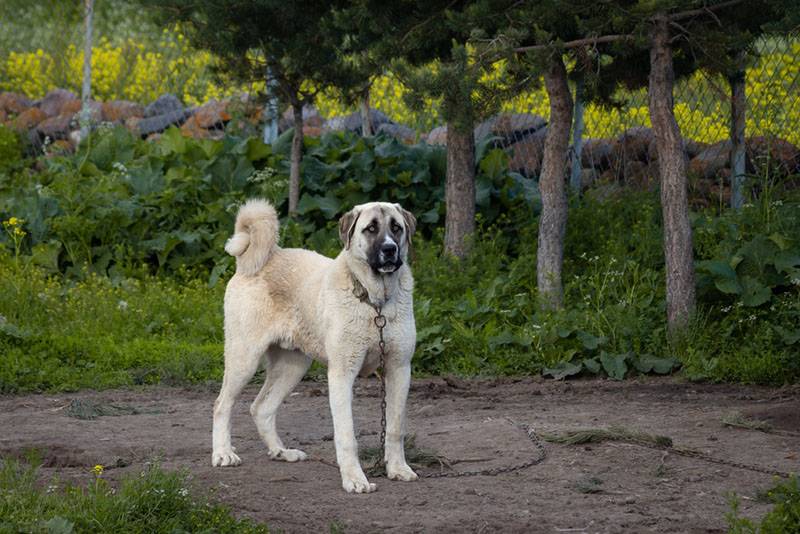 Корпус кангала