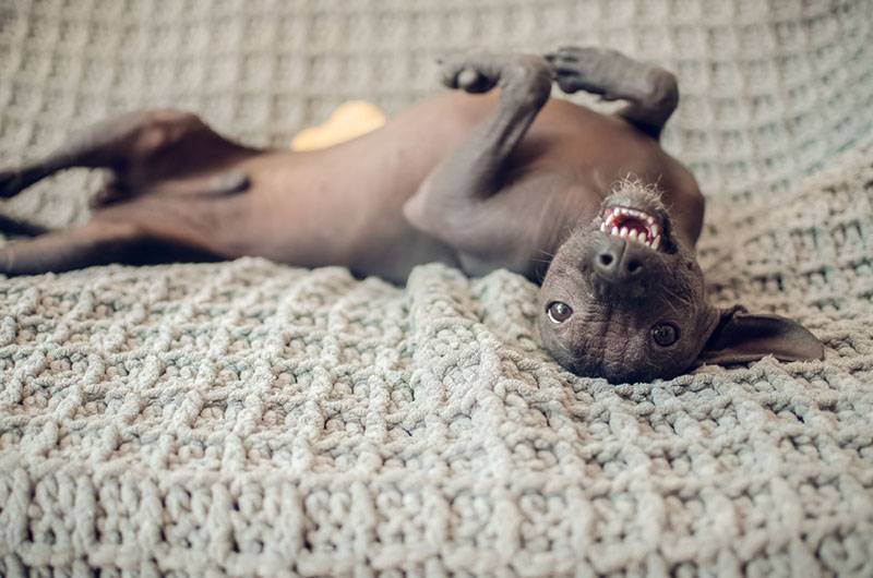 Перуанская голая собака на диване