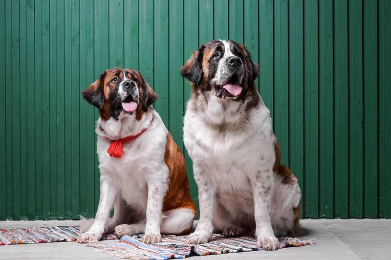 две московских сторожевых собаки возле забора