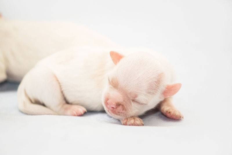 Новорожденный щенок ши-тцу